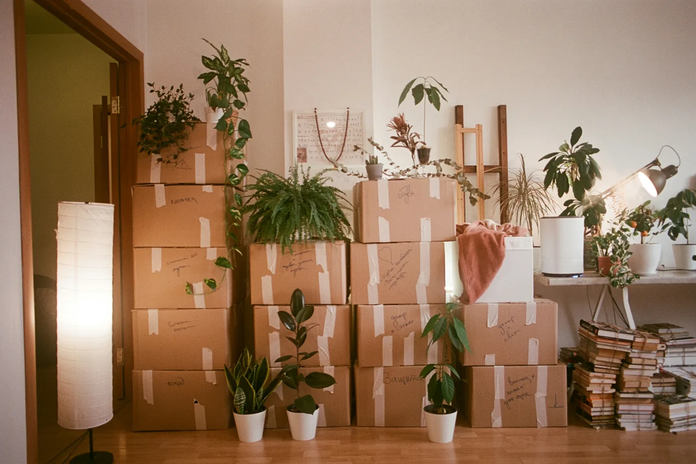A living room stacked wall to wall with taped banker's boxes and houseplants